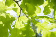 oak