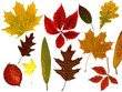 Foto: Herbstlaub Herbstlaub