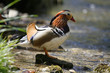 Colorful duck