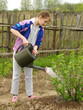 watering 1