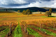 Autumn Vineyard Autumn Vineyard