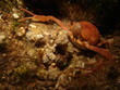 crab