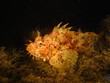 rockfish