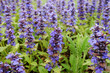 flowers of sage