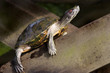 TORTISE SUNBATHING