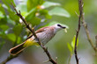 BROWN ASIAN FLYCATCHER