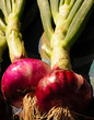 Fresh Onion Head and Stalk