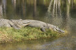 Sunbathing Alligators Sunbathing Alligators