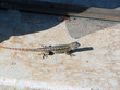 A lizard getting some sun