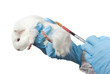 guinea pig in the veterinary hand