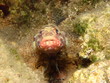 goby