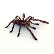 Tarantula 01