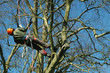 tree climber on a rope tree climber on a rope