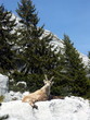 un bouquetin en montagne