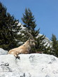 un bouquetin en montagne