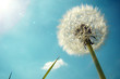 Pusteblume