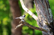 Black Capped Chickadee