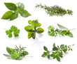 Herb Collection Herb Collection