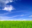 Grüne Wiese und blauer Himmel 10