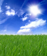 Grüne Wiese und blauer Himmel 7