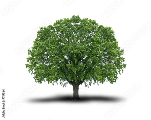 Photo: Baum 7 Baum 7