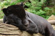 Black Jaguar
