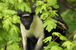 Diana Monkey