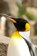 king penguin