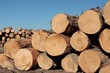 Pinus Radiata logs in a clear-felled area of forest