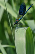 calopterix