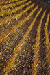 vignes vignoble graphique orange en automne