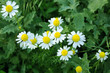 chamomile