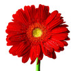 gerbera
