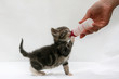 bébé chat nourri au biberon bébé chat nourri au biberon