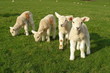 Spring Lambs