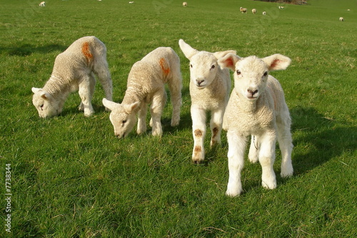 Spring Lambs