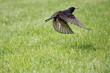 Abflug mit Futter - Bird departure
