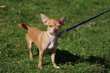 süßer Chiwawa posiert - sweet Chiwawa on the road