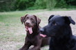 Hund schaut rüber - nice dog with a beautifull look