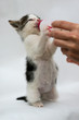 chaton nourri au biberon