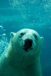 ours blanc