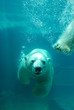 ours blanc