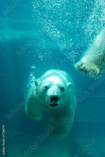 ours blanc