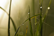 Gouttes d'eau