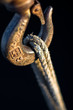 Hook and ropes