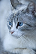Azul I