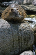 Nutria