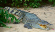the crocodile