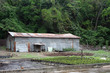 Primitive Coffee Production in Monteverde, Costa Rica