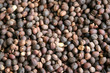 Close up of Coffee Beans, Monteverde, Costa Rica